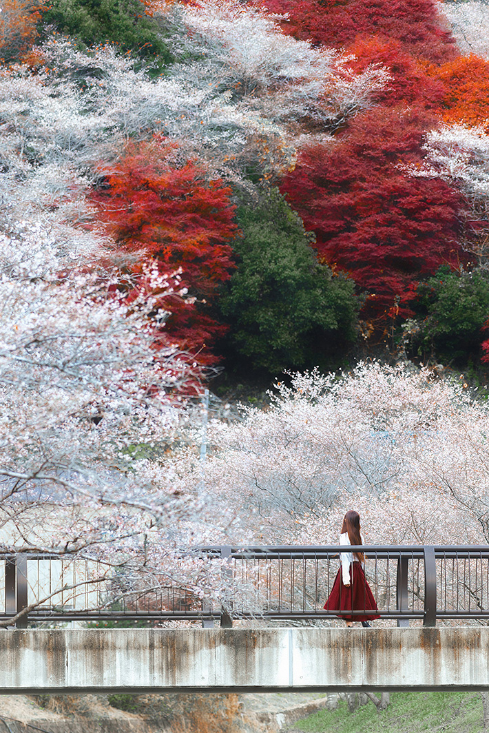 秋と春の写真