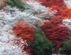 桜と紅葉の写真