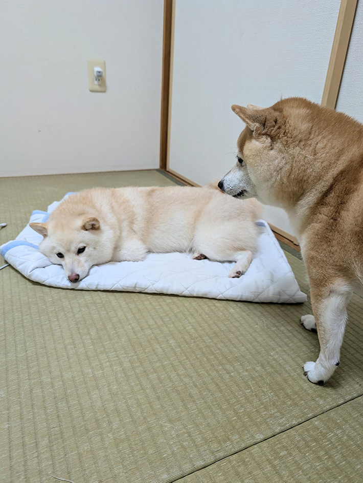 犬の写真