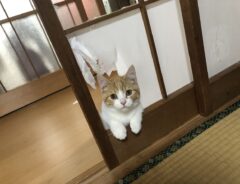 「どういうこと？」「二度見した」　猫が巻き起こした想定外の事態４選