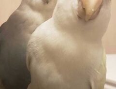 コザクラインコの画像