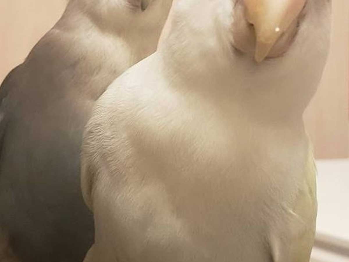 コザクラインコの画像