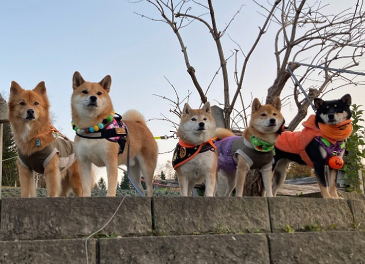 柴犬の写真