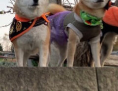 柴犬の写真