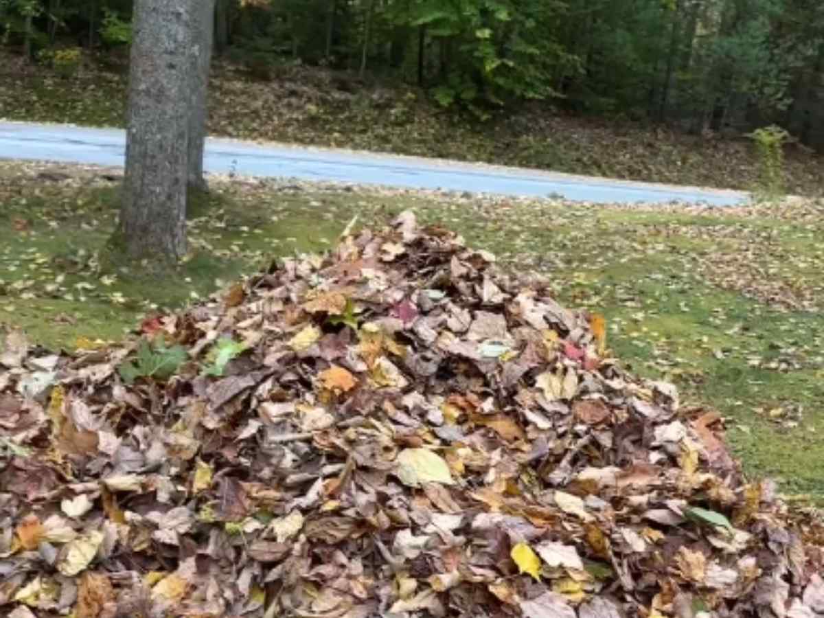 落ち葉の山に隠れている犬の写真