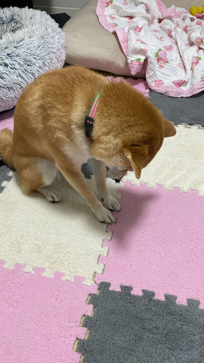 飼い主（@momo_shiba_db）さんが撮影した、柴犬のモモちゃんの写真