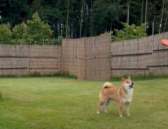 フリスビーを練習する柴犬　３秒の動画に「期待を裏切らない」「柴犬らしい」