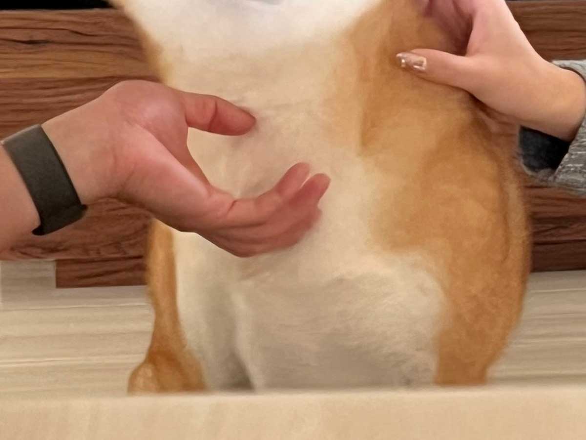 柴犬の写真