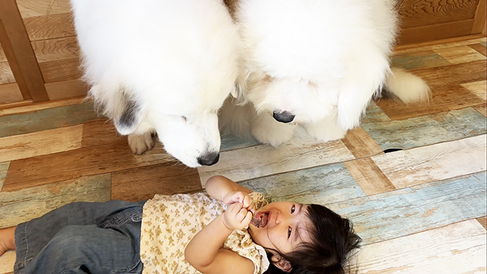 子供と犬の写真