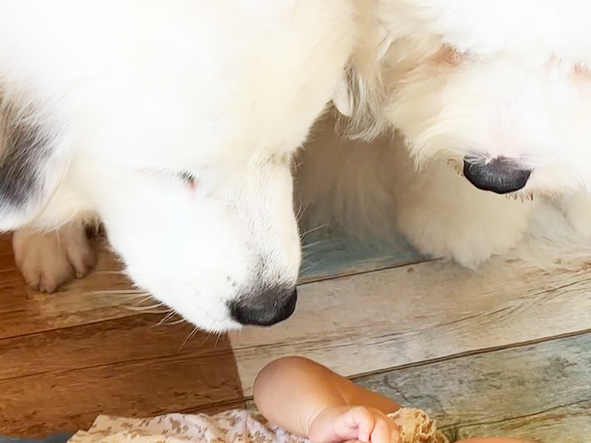 子供と犬の写真