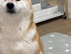 柴犬の写真