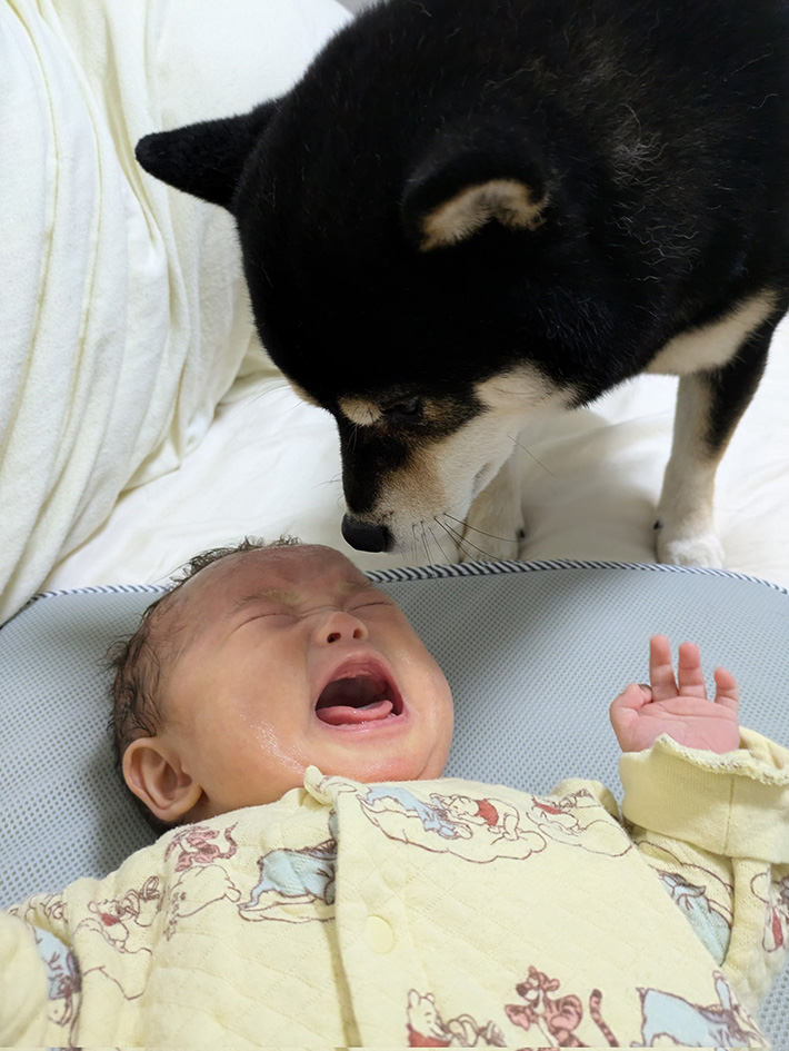 赤ちゃんと柴犬