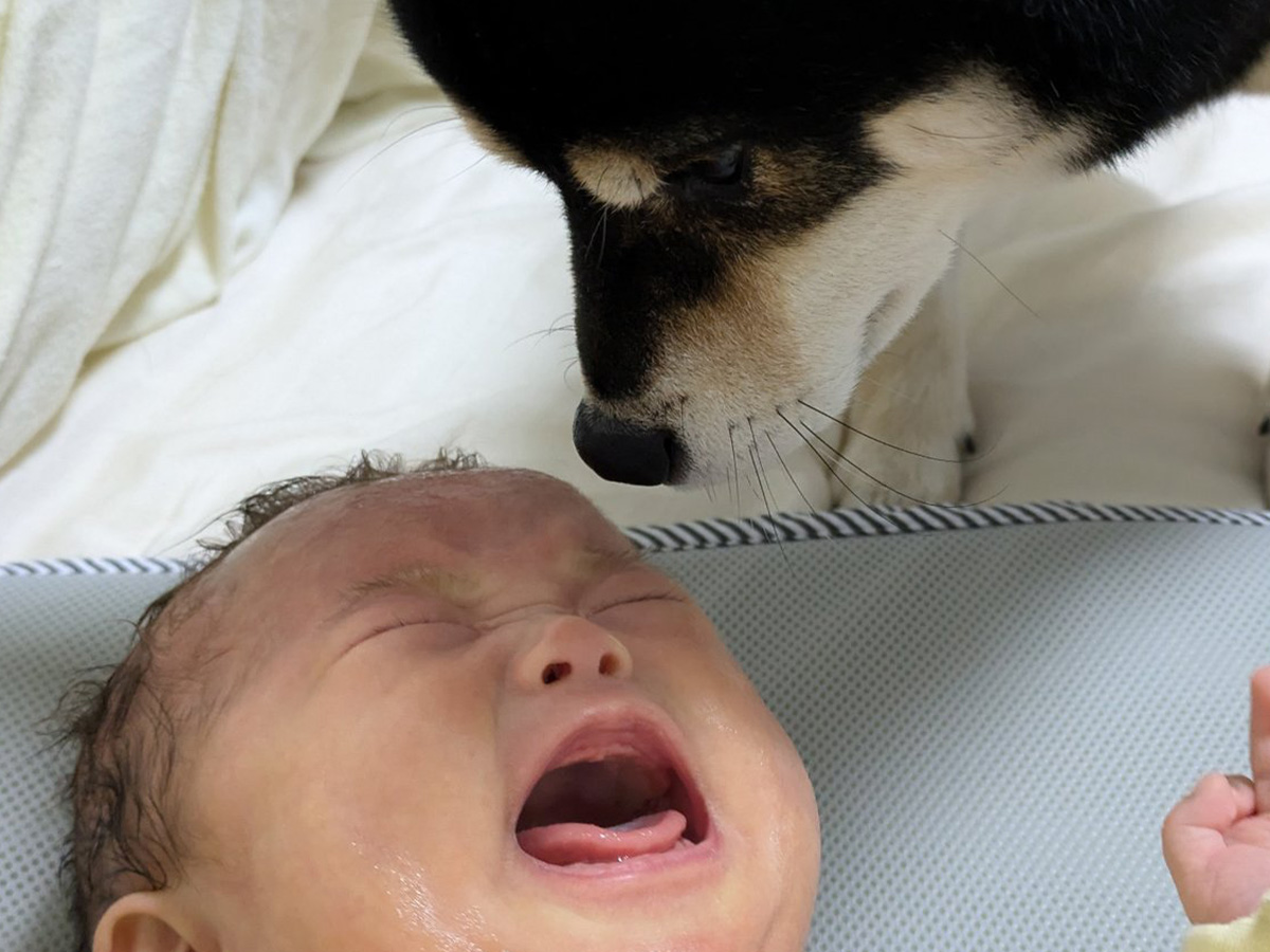 赤ちゃんと柴犬