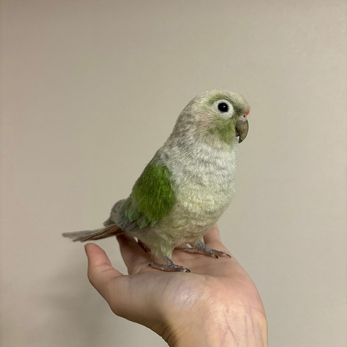 羊毛フェルトで作ったインコ