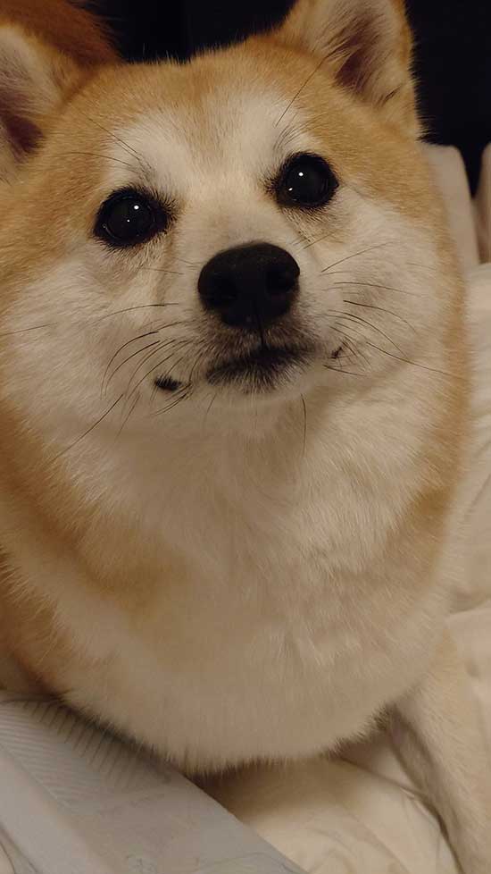 柴犬の写真