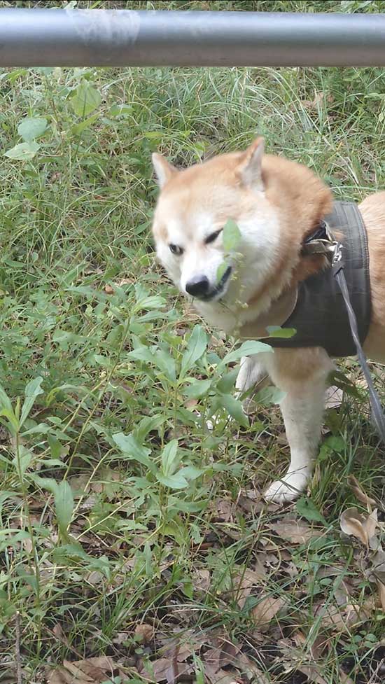 柴犬の写真