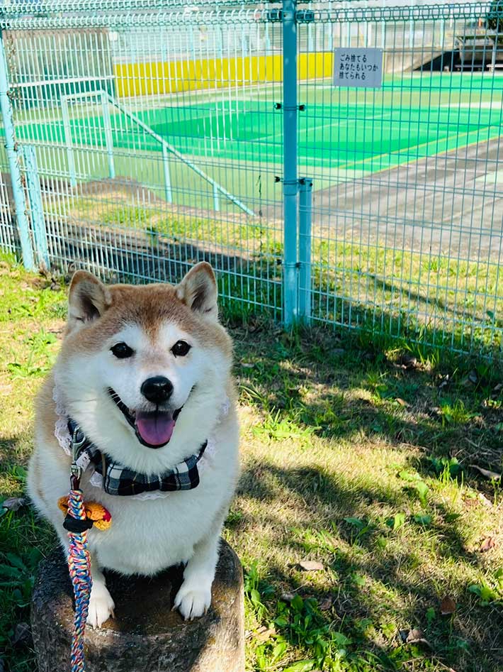 柴犬の写真