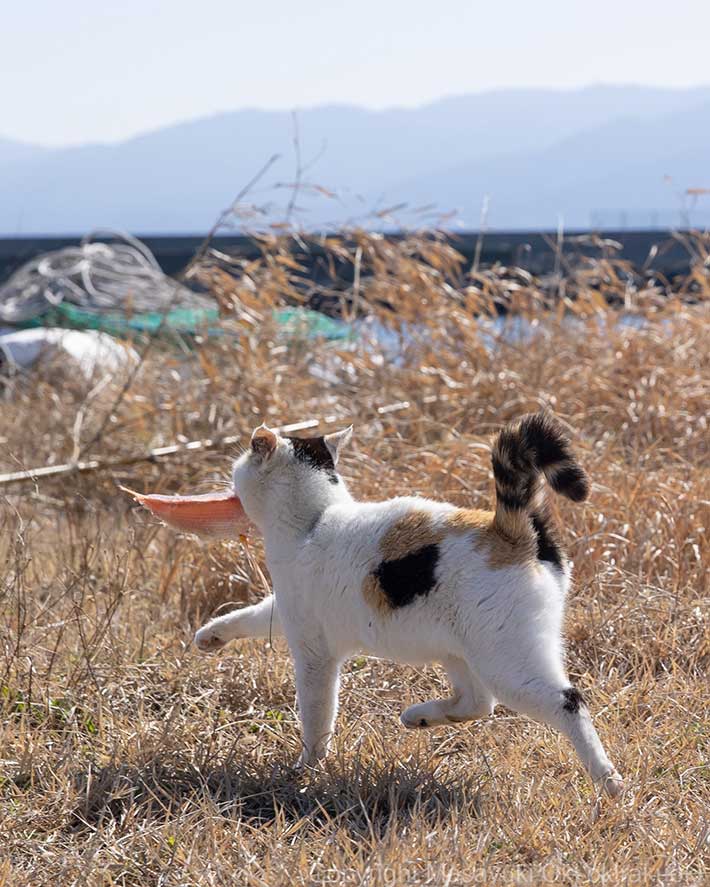 猫の写真