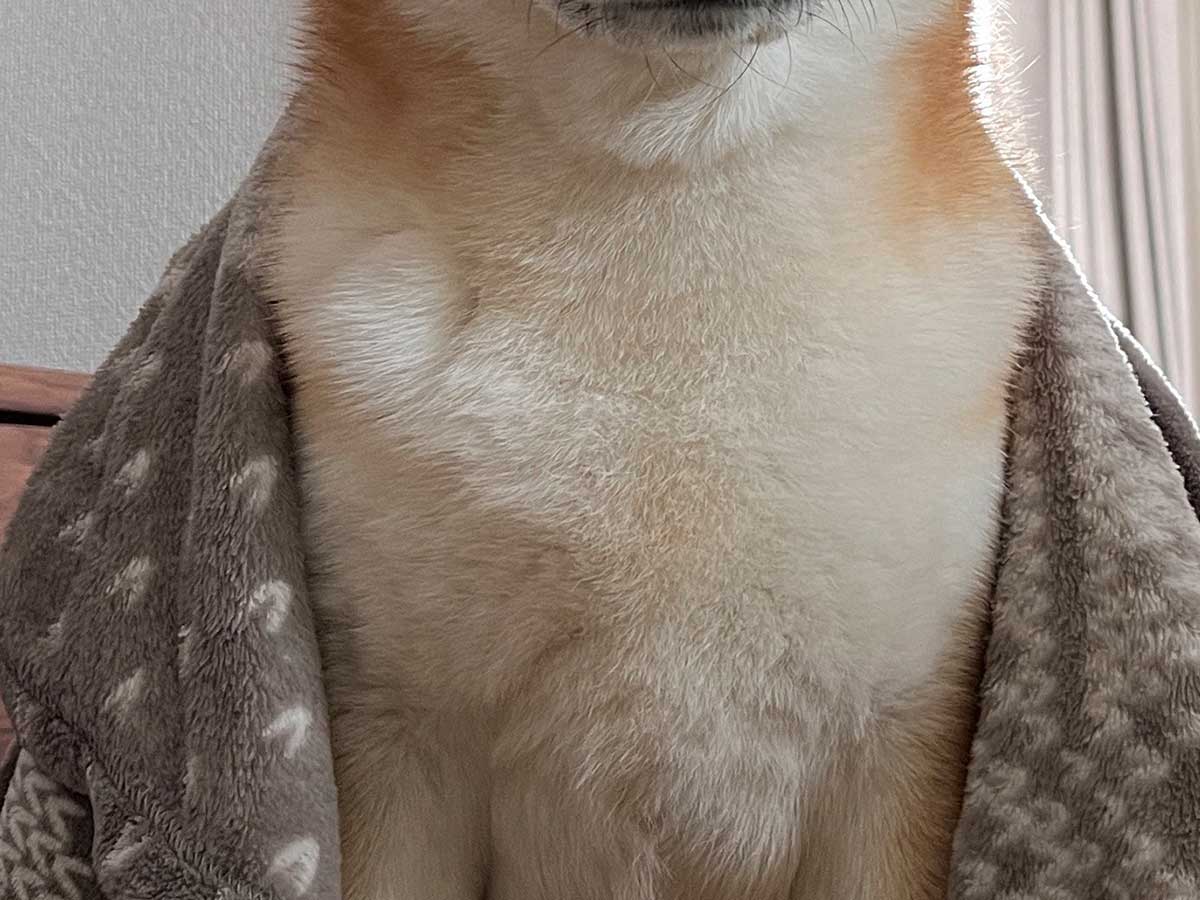 柴犬の写真