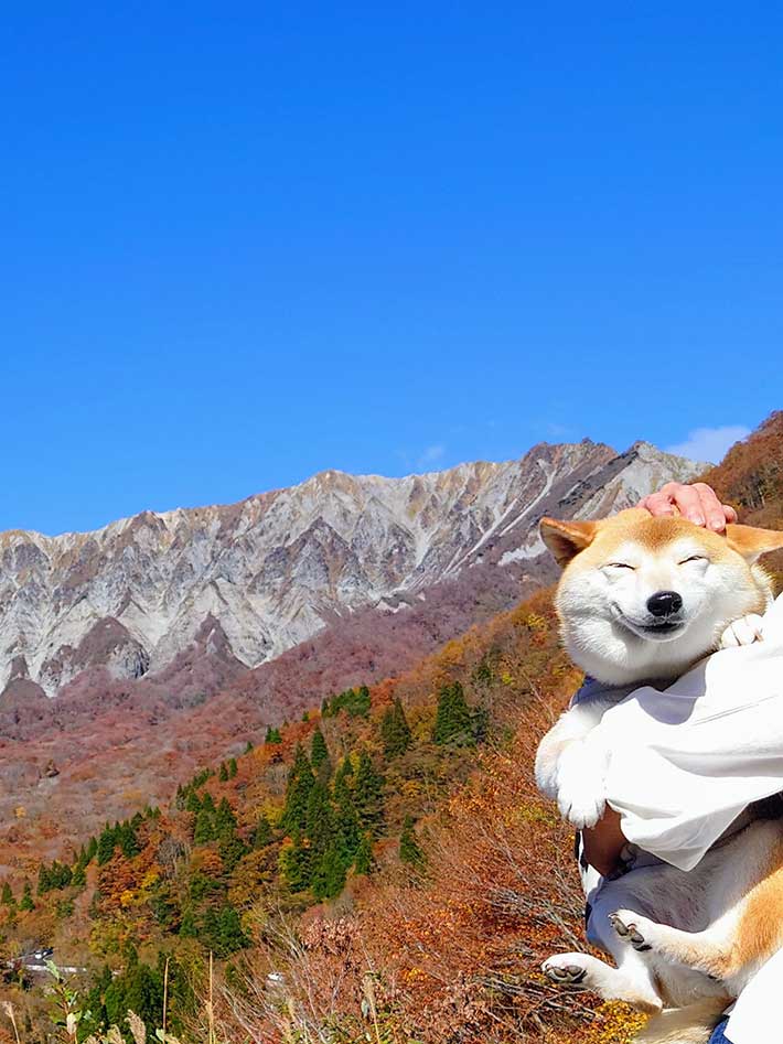 犬と紅葉の画像