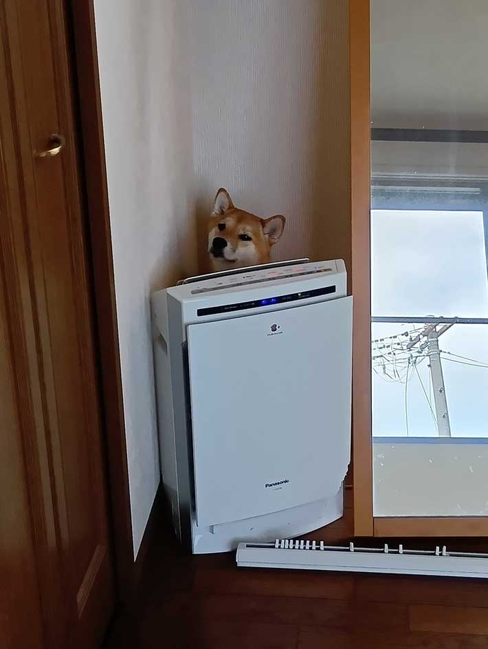 柴犬の写真