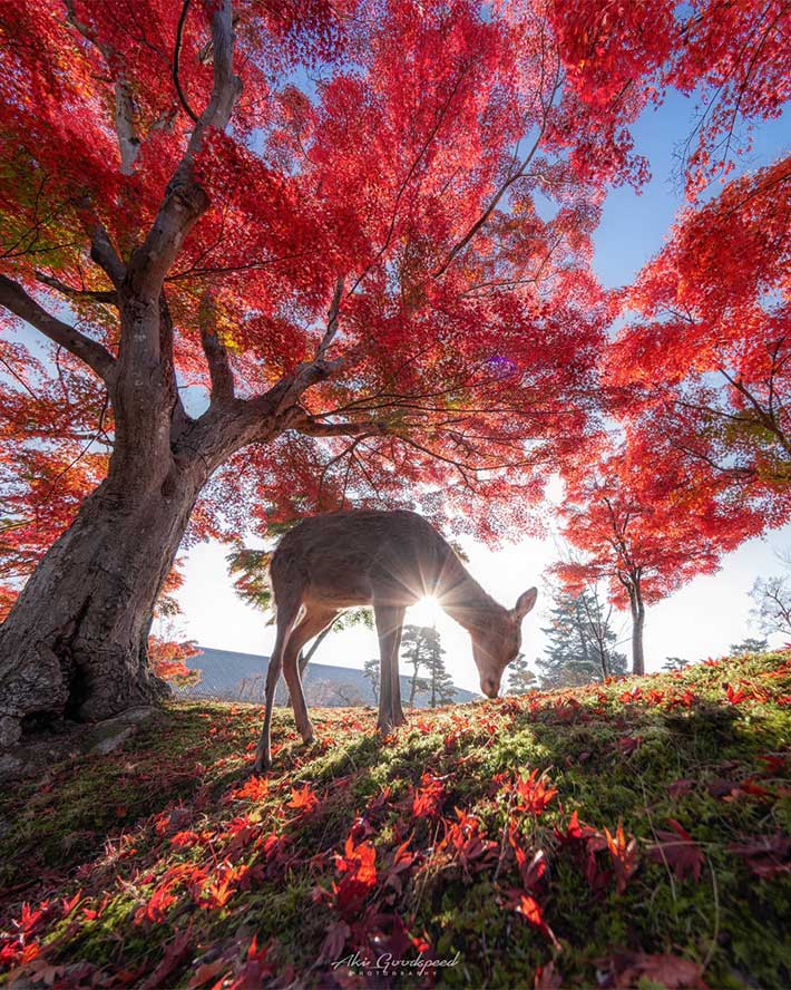 シカの写真