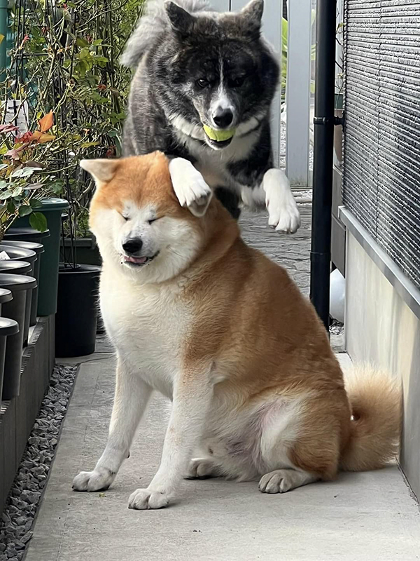 秋田犬の写真