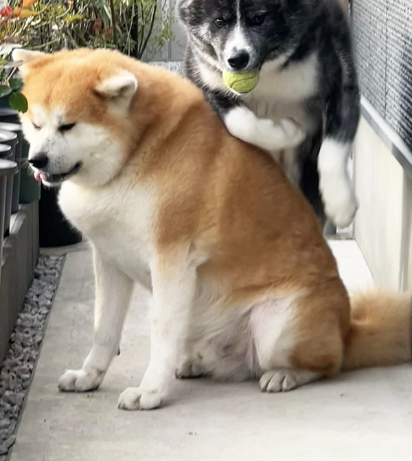 秋田犬の写真