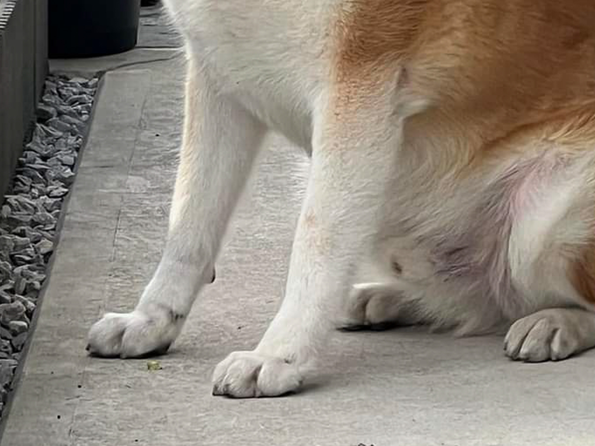 秋田犬の写真