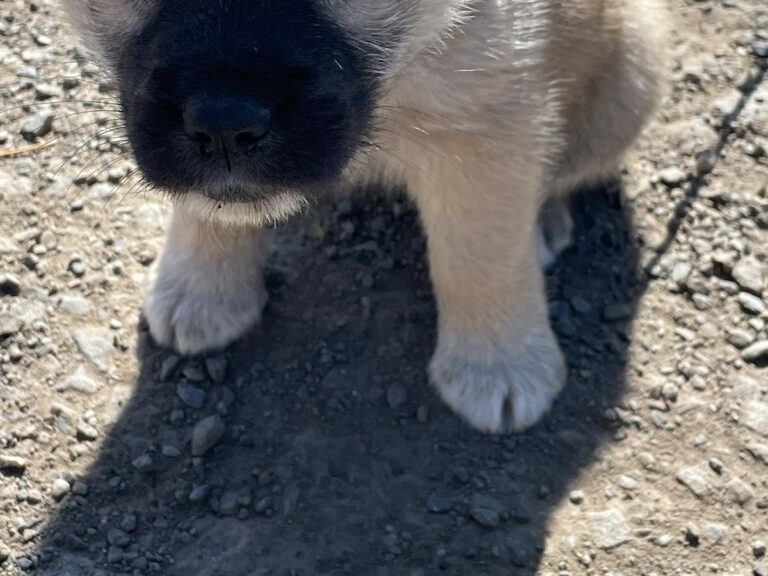 小犬の写真