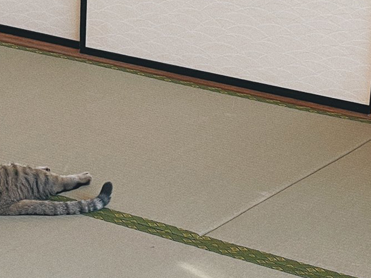 猫の写真