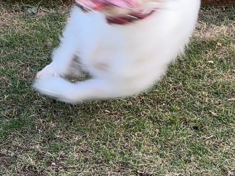 ペット モンスター飼い主 人気