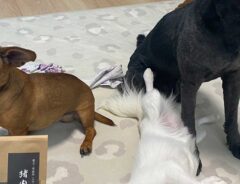 「待て」といわれた３匹の犬　激写した１枚に「笑った」「好きすぎる光景です」