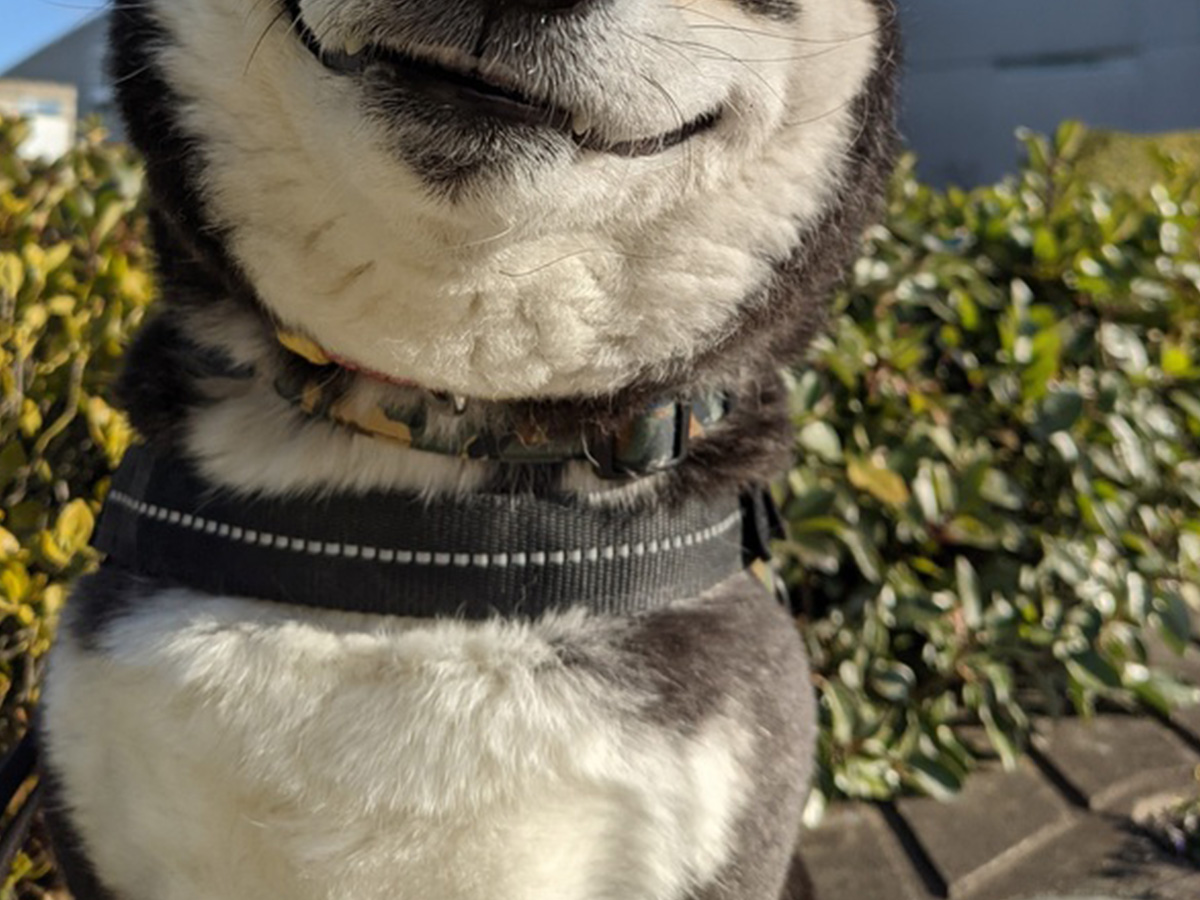 柴犬の写真