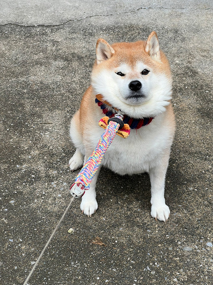 飼い主（@87shiba87）さんが投稿した、柴犬のハナちゃん