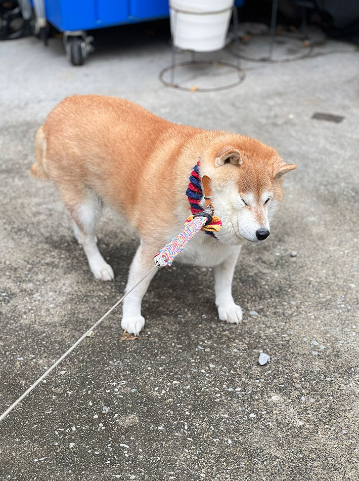 飼い主（@87shiba87）さんが投稿した、柴犬のハナちゃん