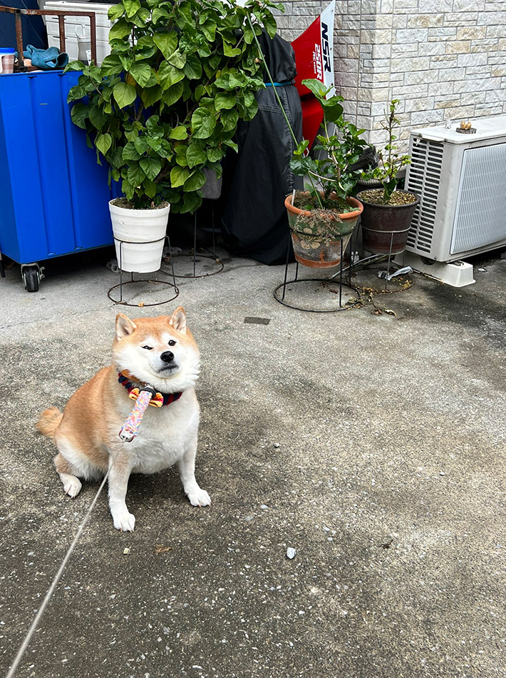 飼い主（@87shiba87）さんが投稿した、柴犬のハナちゃん