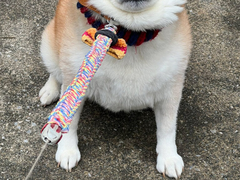 飼い主（@87shiba87）さんが投稿した、柴犬のハナちゃん