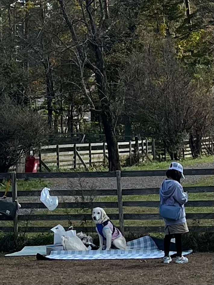 犬の写真