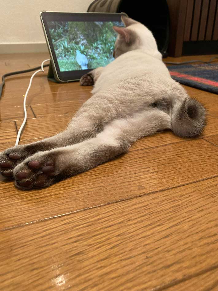 猫の画像