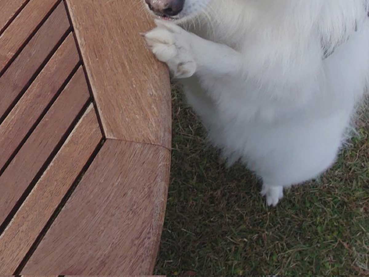 犬の写真