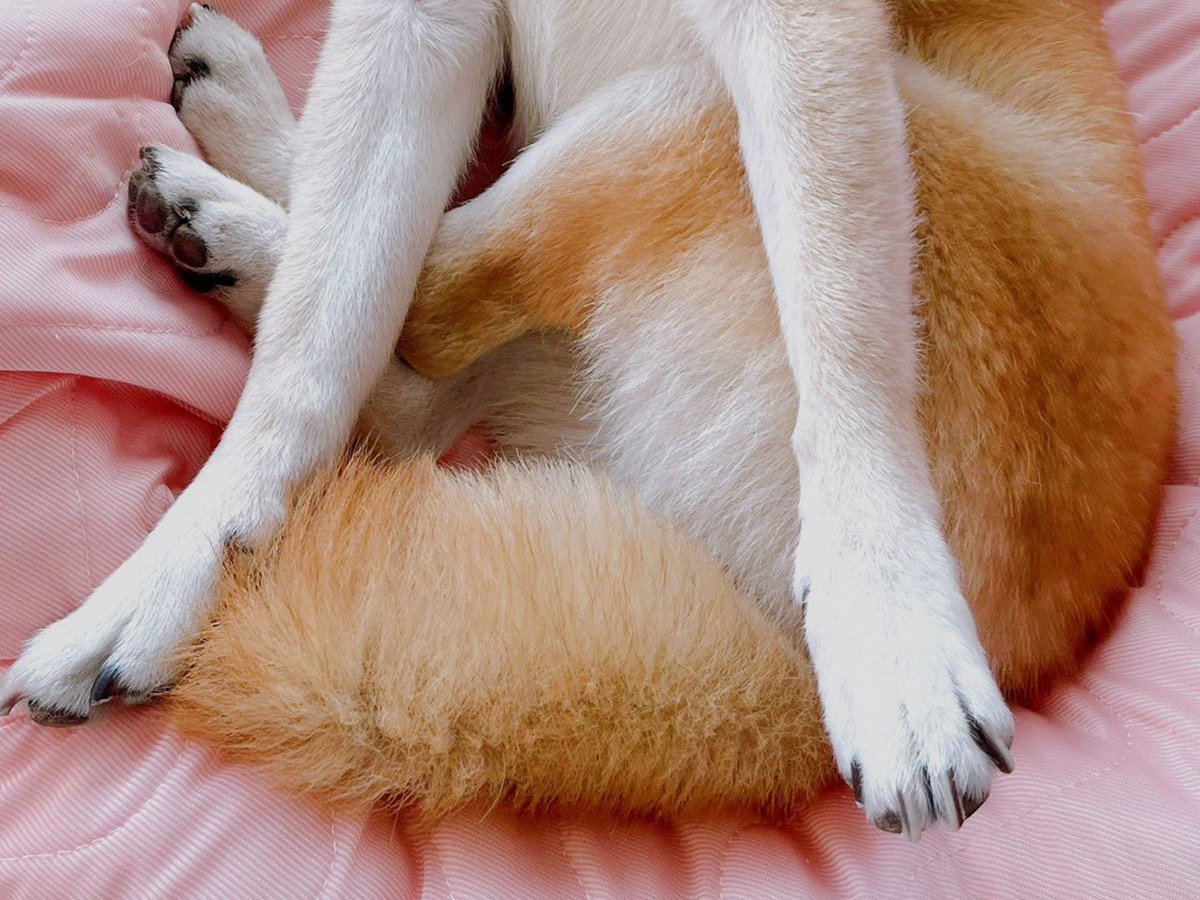 飼い主（@shiba210912）さんが投稿した、柴犬の、ももちゃんの寝相