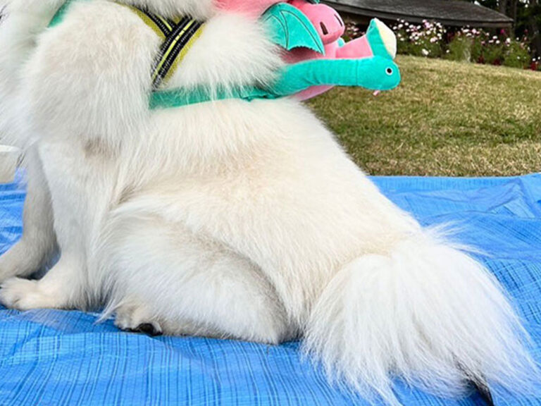 いぬくん ﾏｼｭﾏﾛ🫠 (@4xTjrwgl403yJfW) / Posts / X