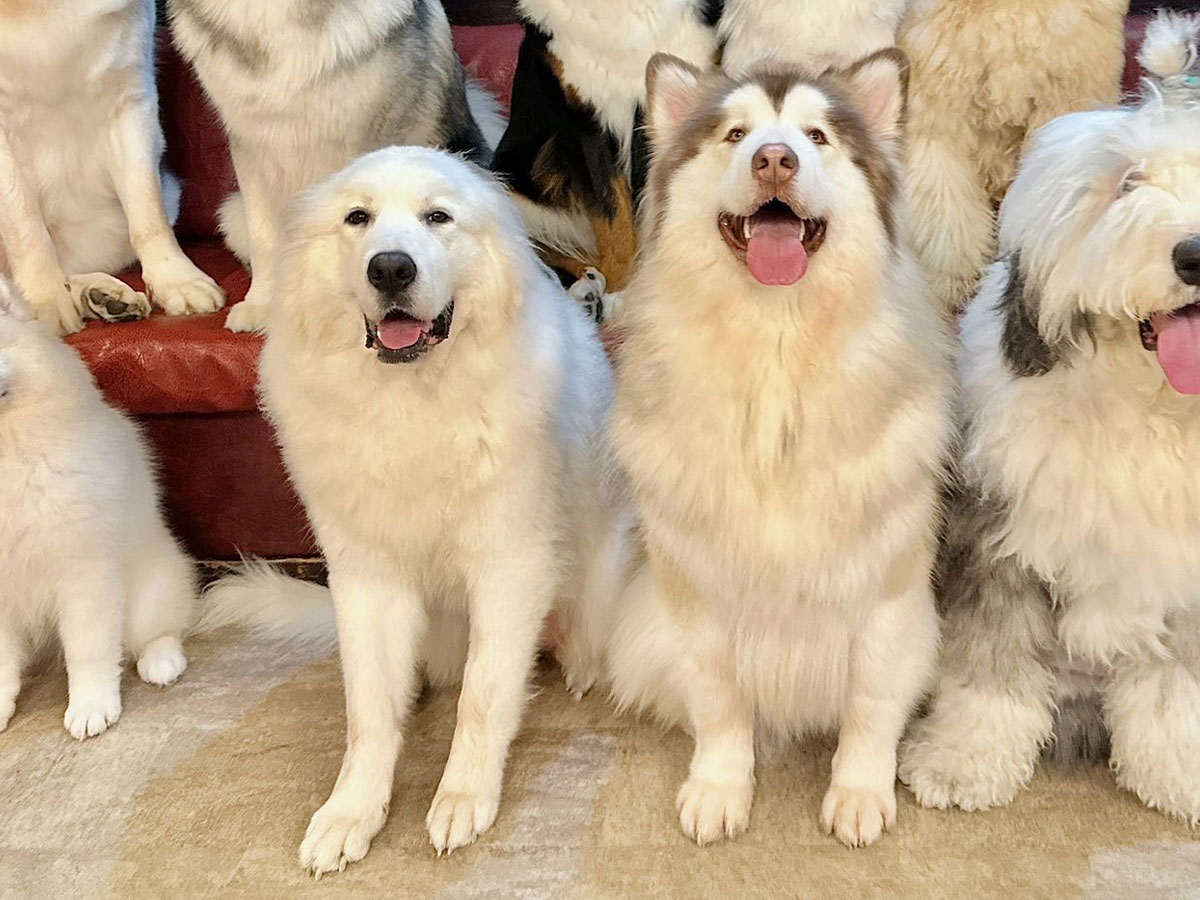 『GRAND MOU』（@GrandMou_）で撮影された、大型犬たちの写真