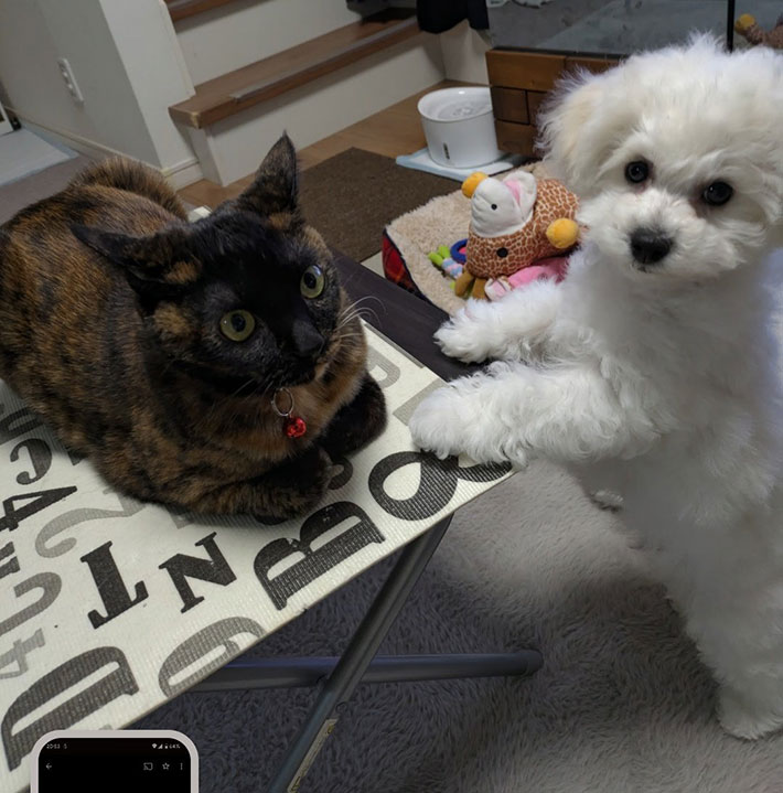 猫と犬の写真