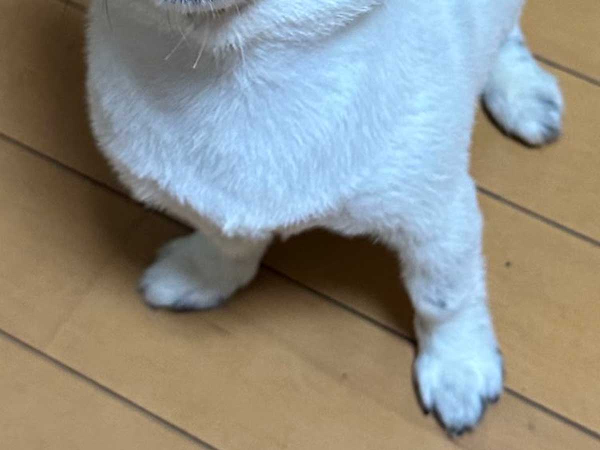 犬の写真