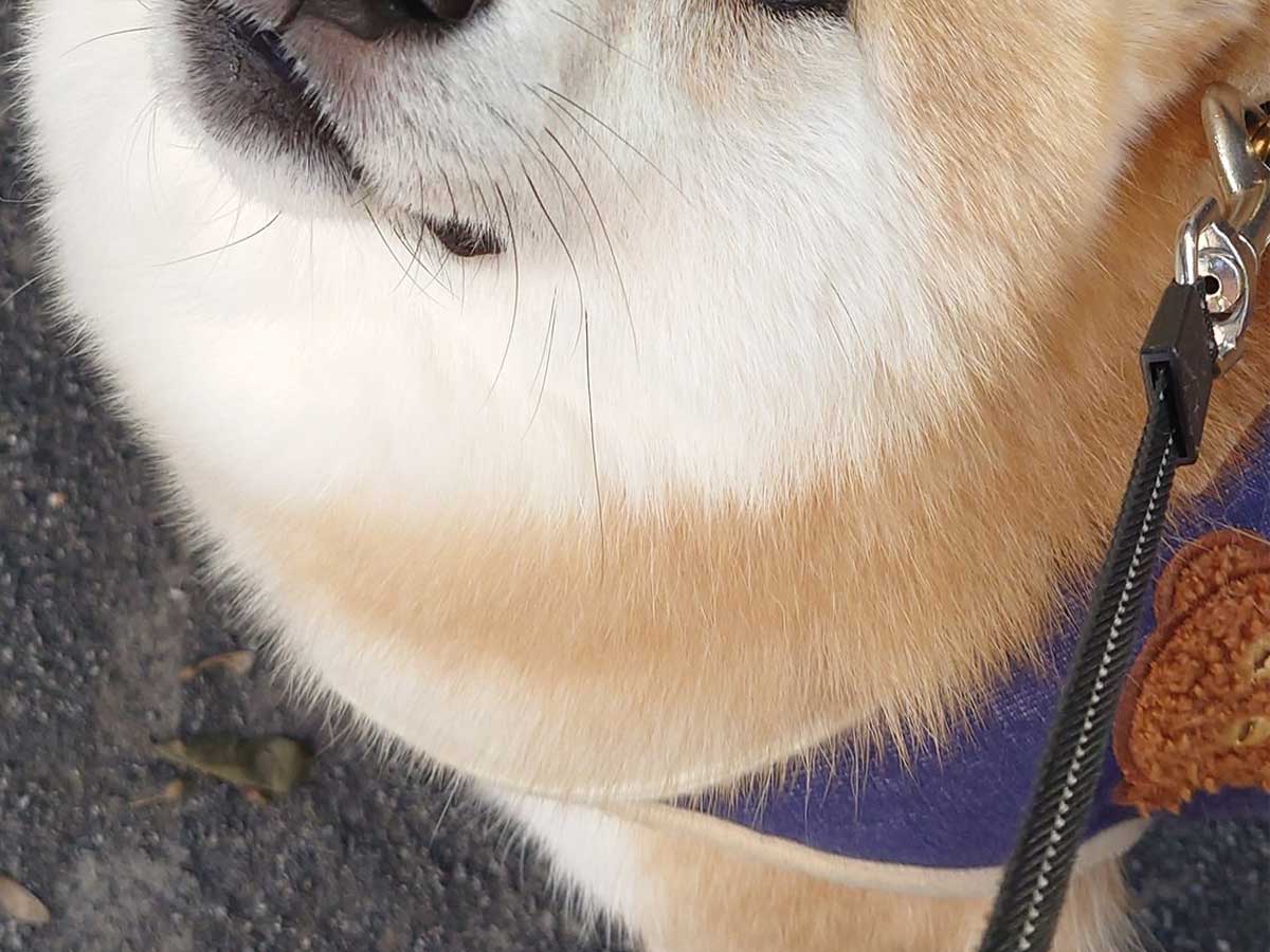 柴犬の写真