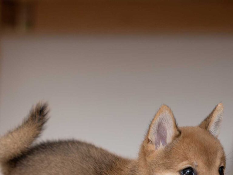 合成かと思った」「ビックリした」 愛犬を収めた1枚に10万『いいね