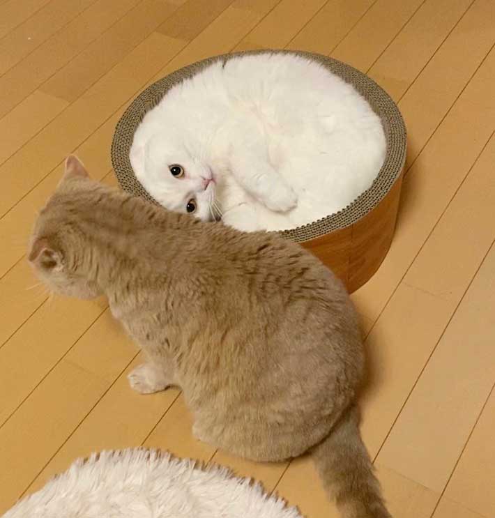 猫の写真