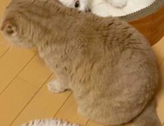 猫の写真